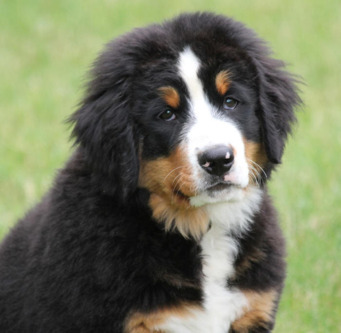 Welcome to Holiday Bernese Mountain Dogs!